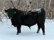 Black Angus Yearling Bulls