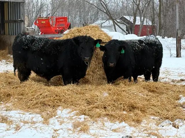 Black Angus Yearling Bulls - Photo 2