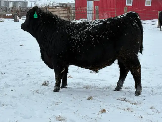 Black Angus Yearling Bulls - Photo 3