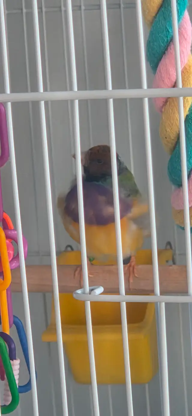 couple de gould avec cage