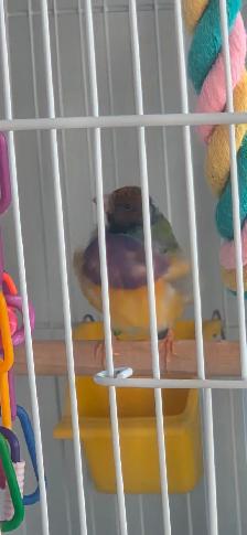 couple de gould avec cage