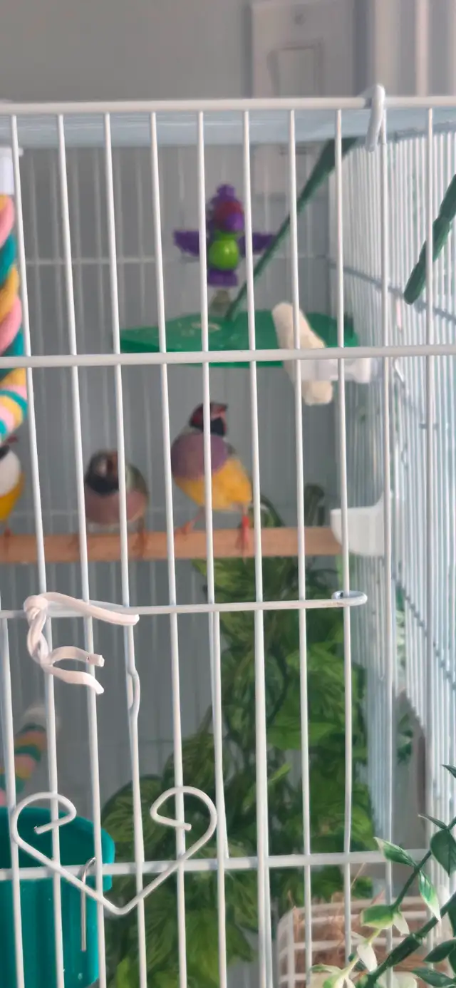 couple de gould avec cage - Photo 2