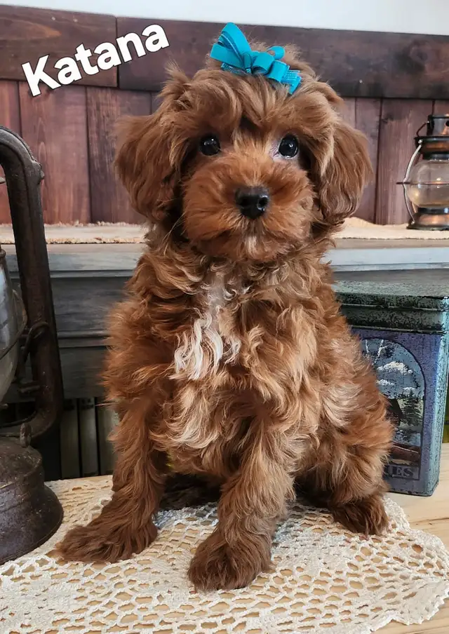 Shihtzu/Poodle cross puppy
