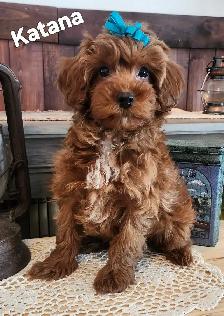 Shihtzu/Poodle cross puppy