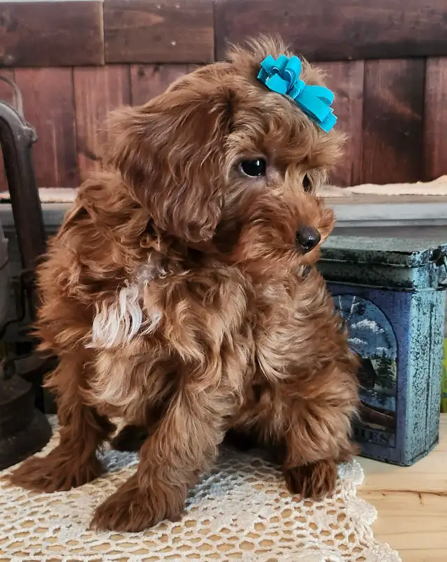 Shihtzu/Poodle cross puppy - Photo 2