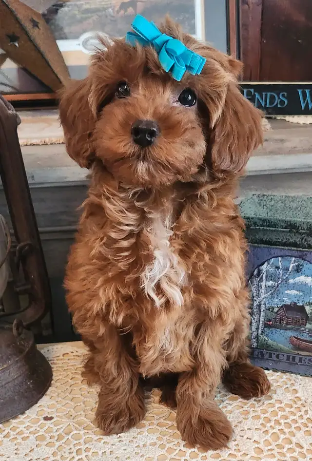 Shihtzu/Poodle cross puppy - Photo 3