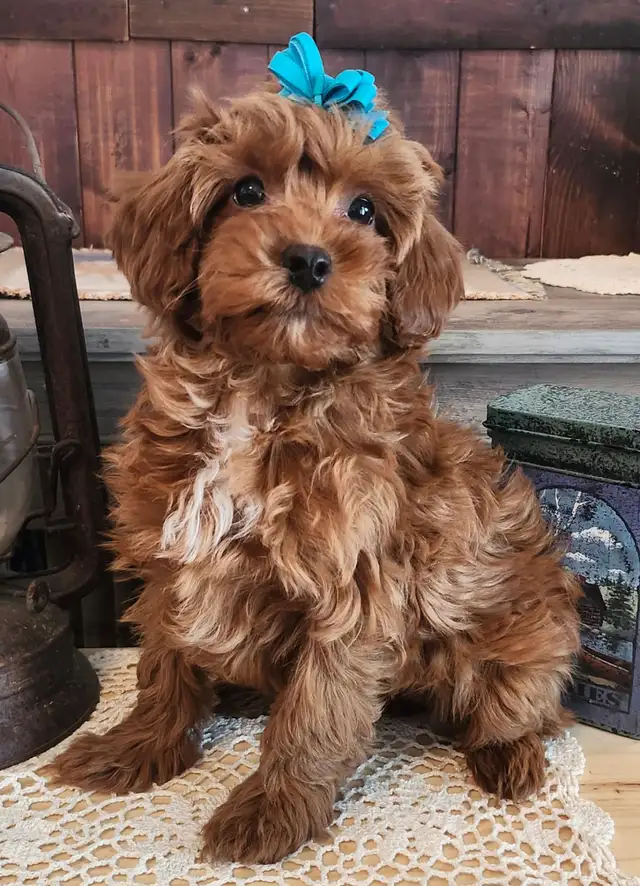 Shihtzu/Poodle cross puppy - Photo 4