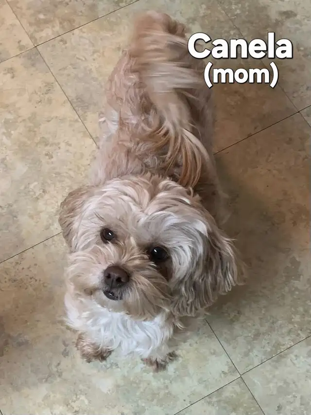 Shihtzu/Poodle cross puppy - Photo 5