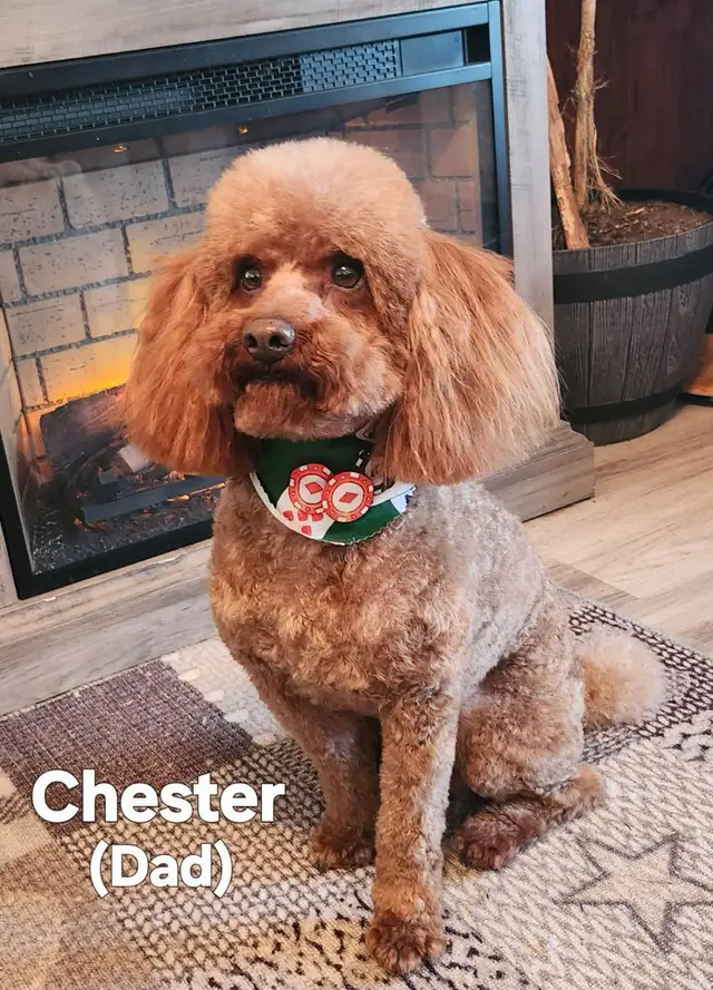 Shihtzu/Poodle cross puppy - Photo 6