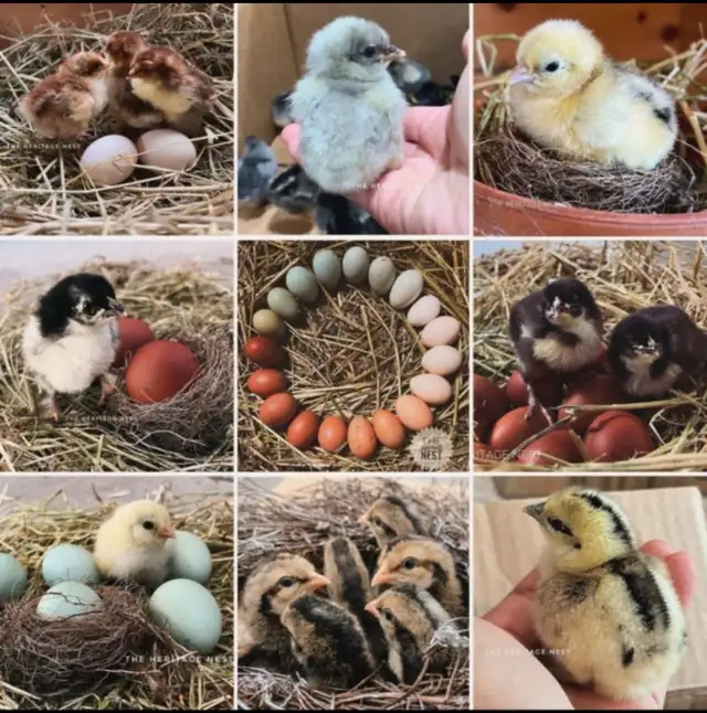 HERITAGE BREED CHICKS