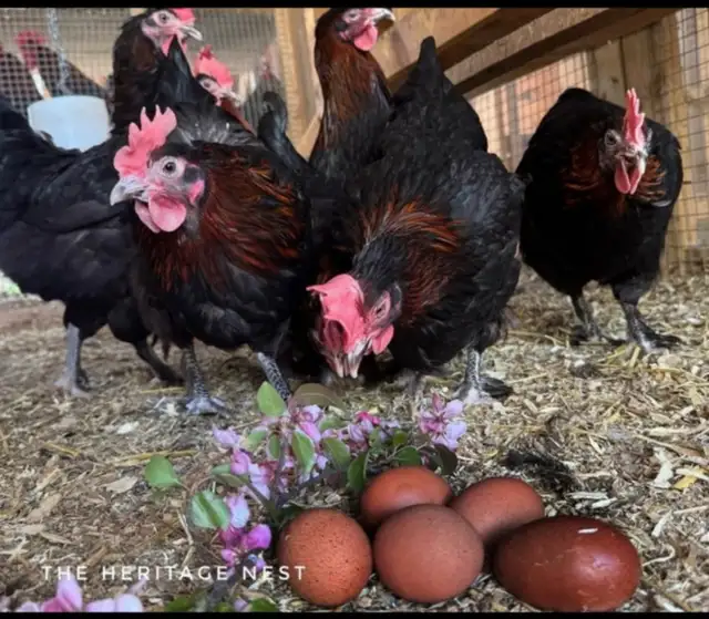 BLACK COPPER MARAN CHICKS