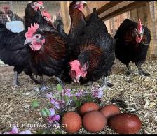 BLACK COPPER MARAN CHICKS