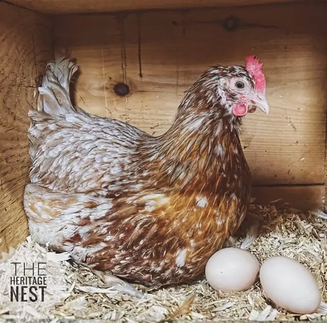 SWEDISH FLOWER HENS - Photo 2