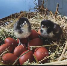 PURE HERITAGE BREED BLACK COPPER MARAN