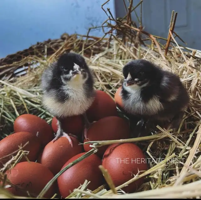 BLACK COPPER MARAN - Photo 2