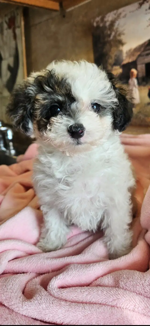 Maltipoo Puppies