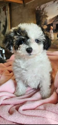Maltipoo Puppies