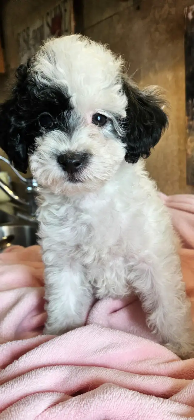 Maltipoo Puppies - Photo 2