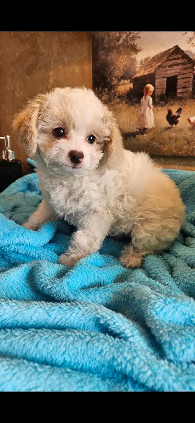 Maltipoo Puppies - Photo 3