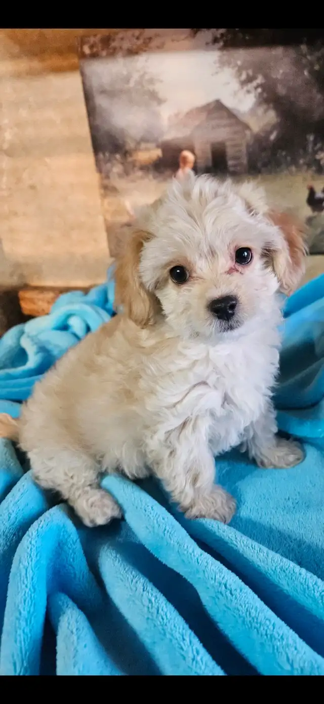 Maltipoo Puppies - Photo 4