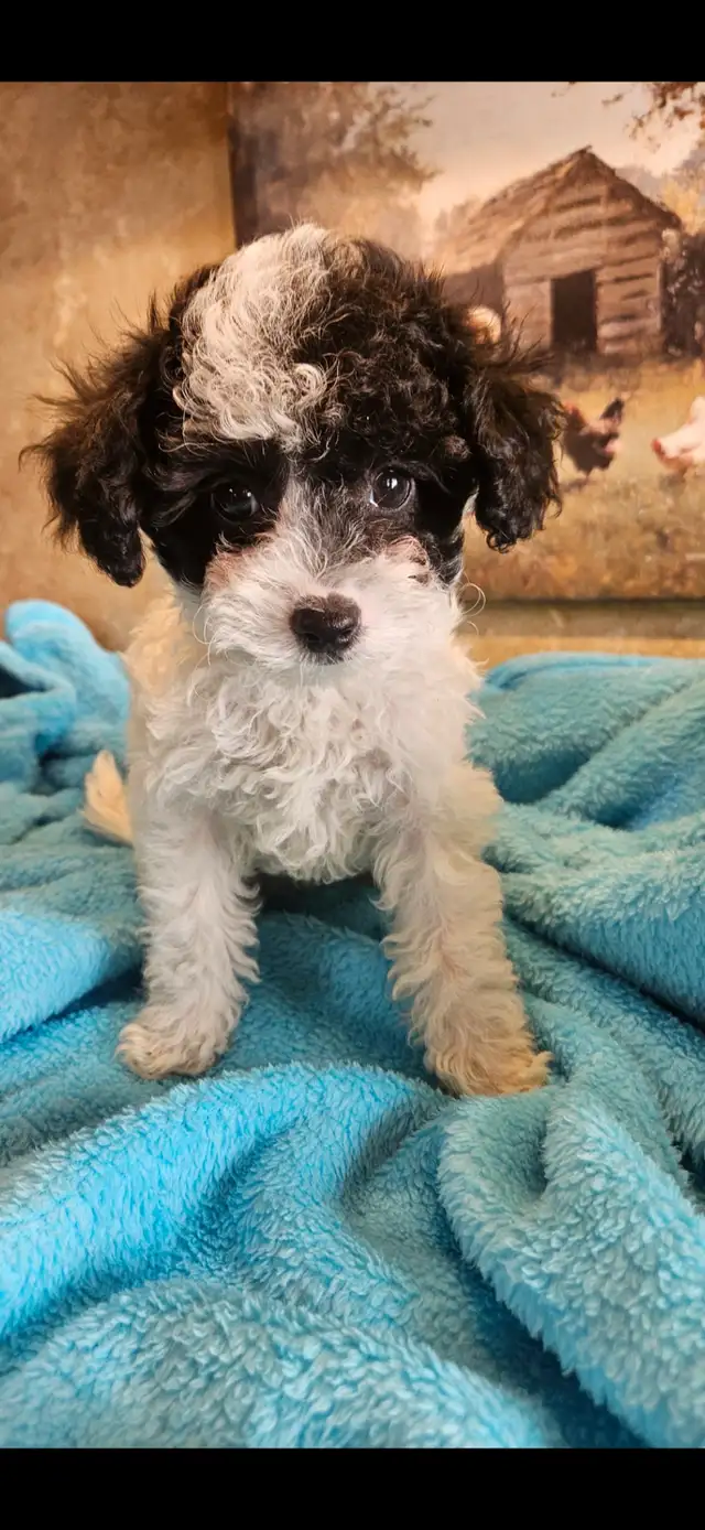 Maltipoo Puppies - Photo 5