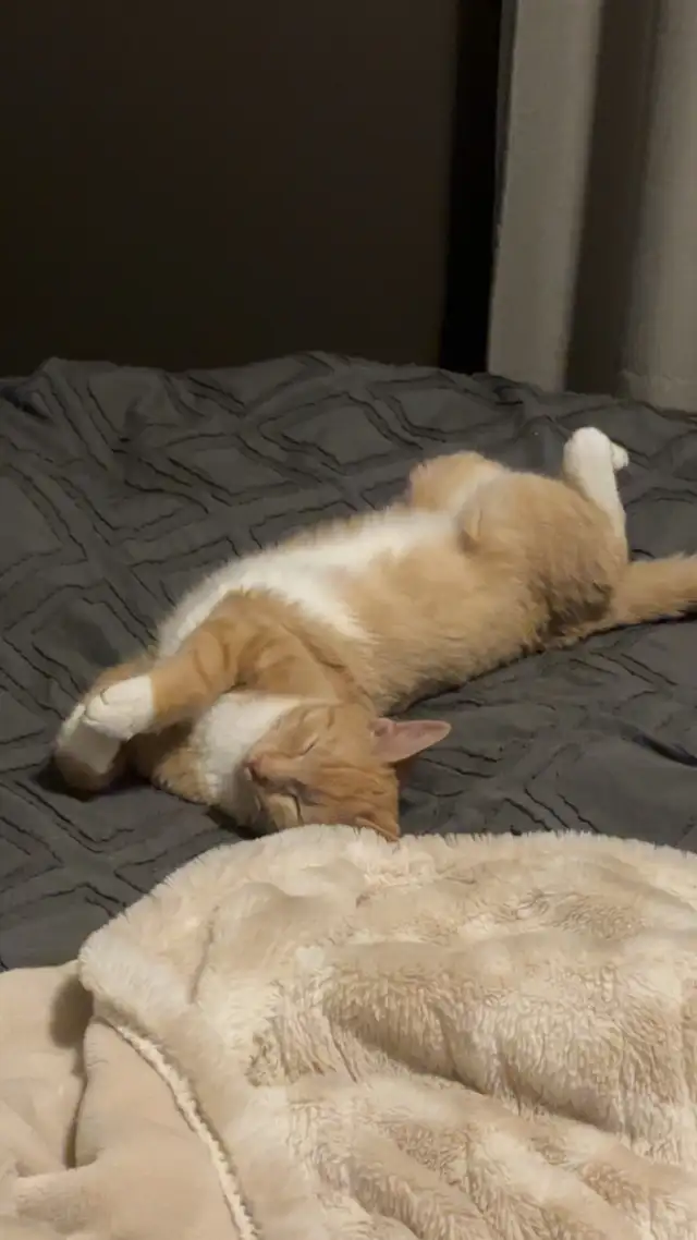 RARE Female Orange Kitten