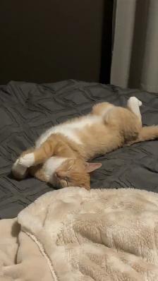 RARE Female Orange Kitten