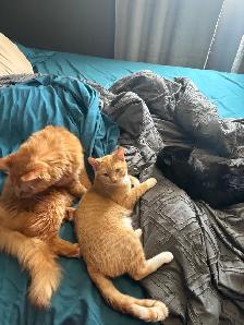 RARE Female Orange Kitten - Photo 2