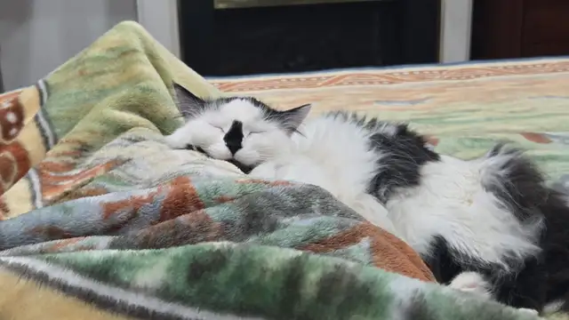 Cat Sitting/Boarding