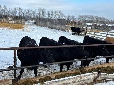 very calm pregnant beef heifers