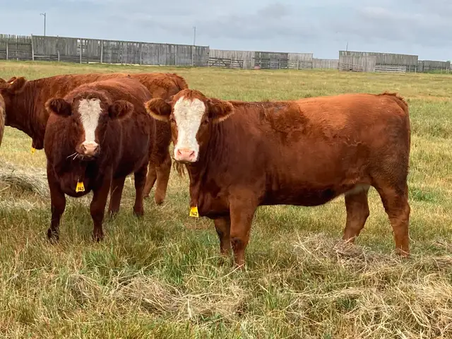 WANTED :  Replacement Heifers