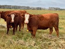 WANTED :  Replacement Heifers