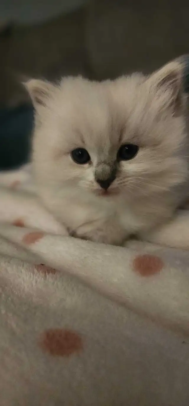 Beautiful ragdoll kittens