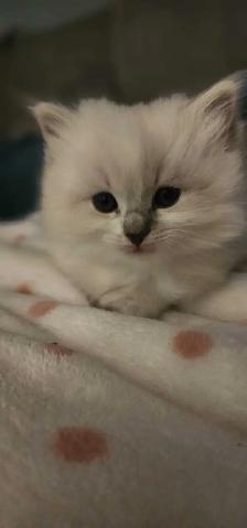 Beautiful ragdoll kittens