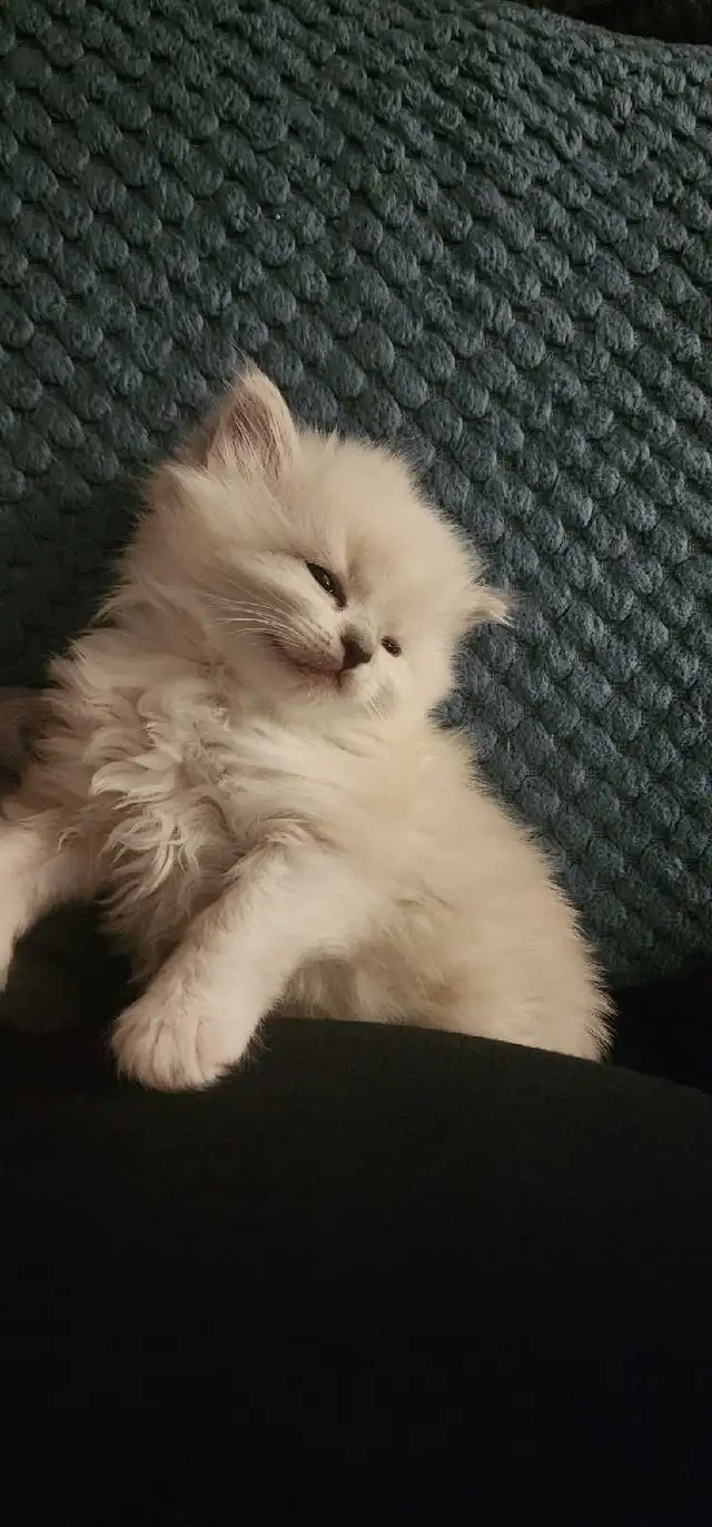 Beautiful ragdoll kittens - Photo 2