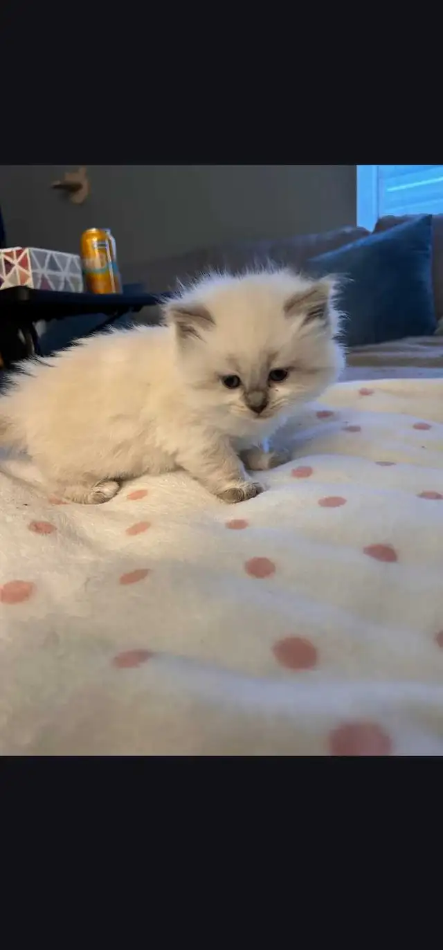 Beautiful ragdoll kittens - Photo 3