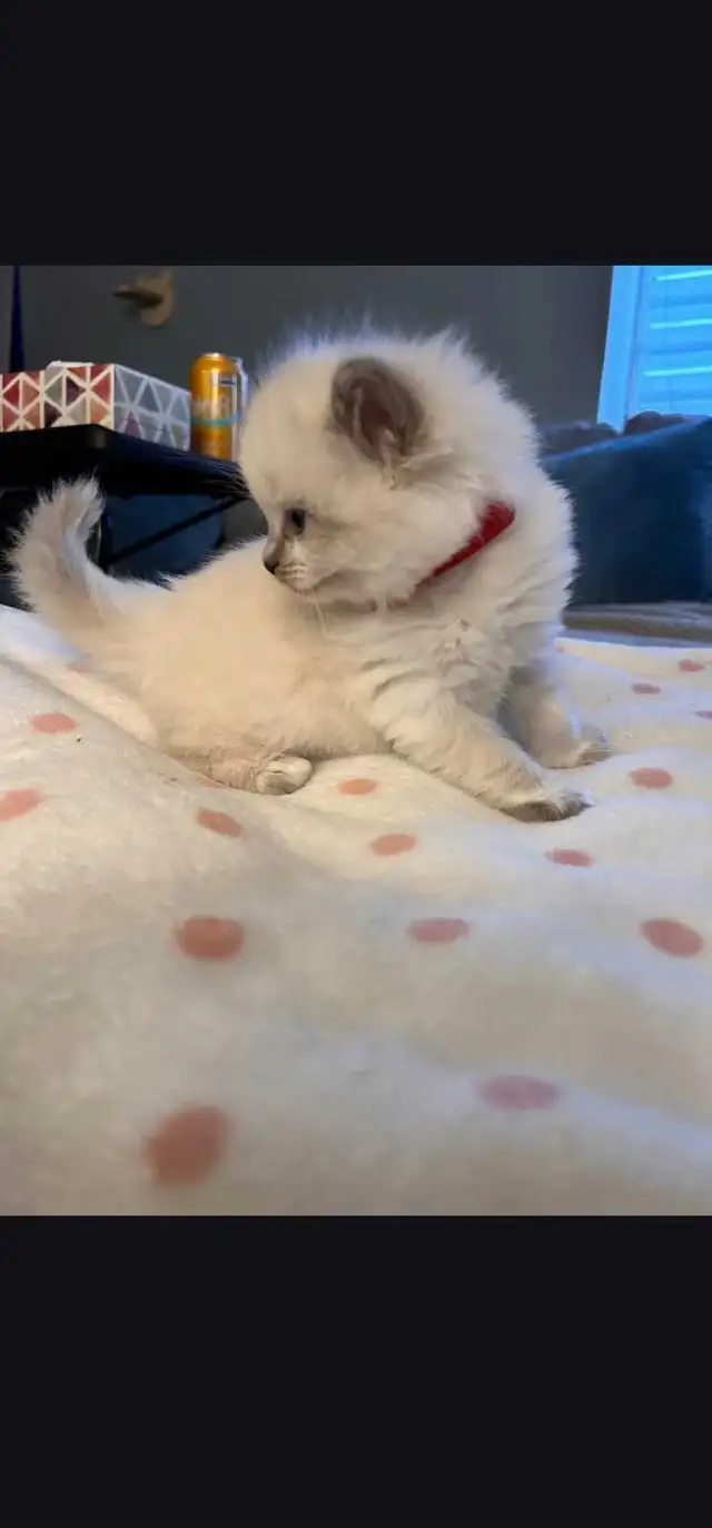 Beautiful ragdoll kittens - Photo 4