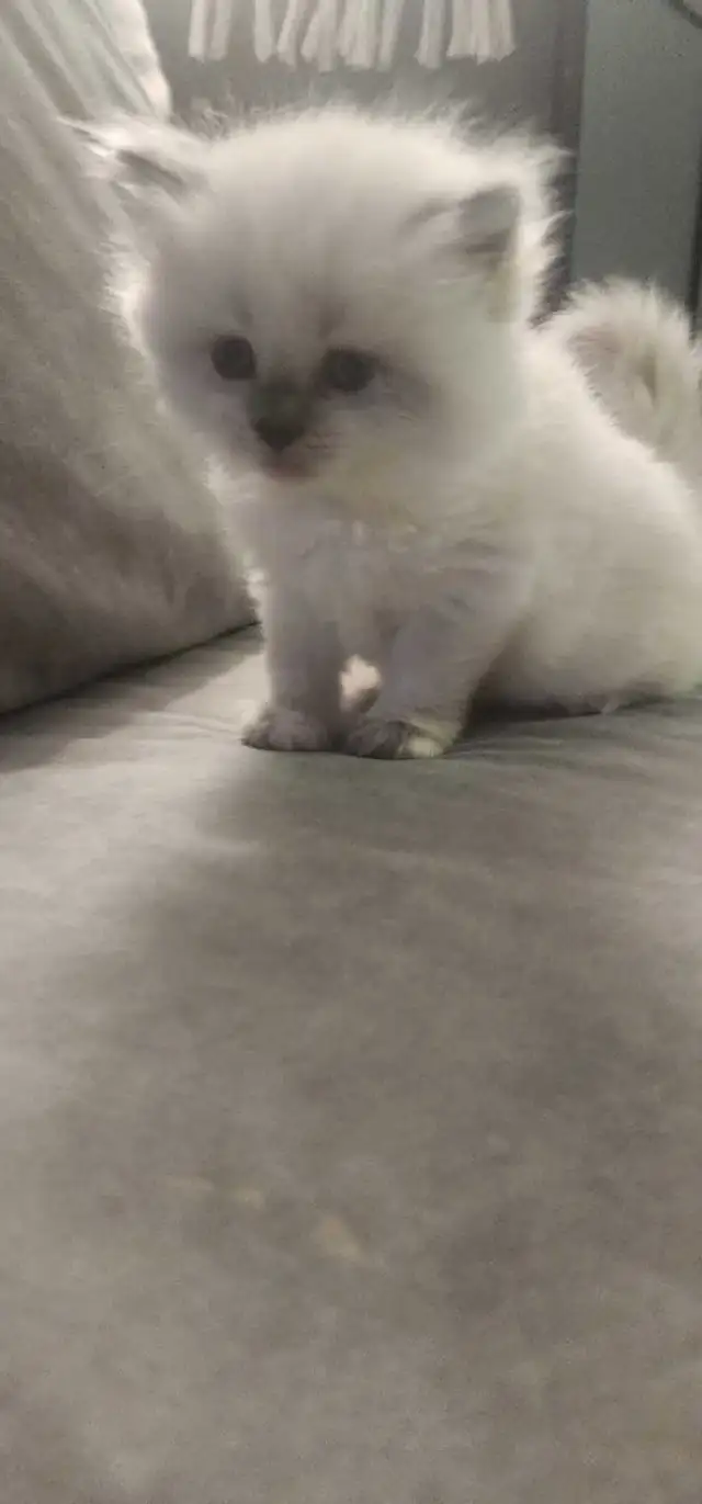 Beautiful ragdoll kittens - Photo 5