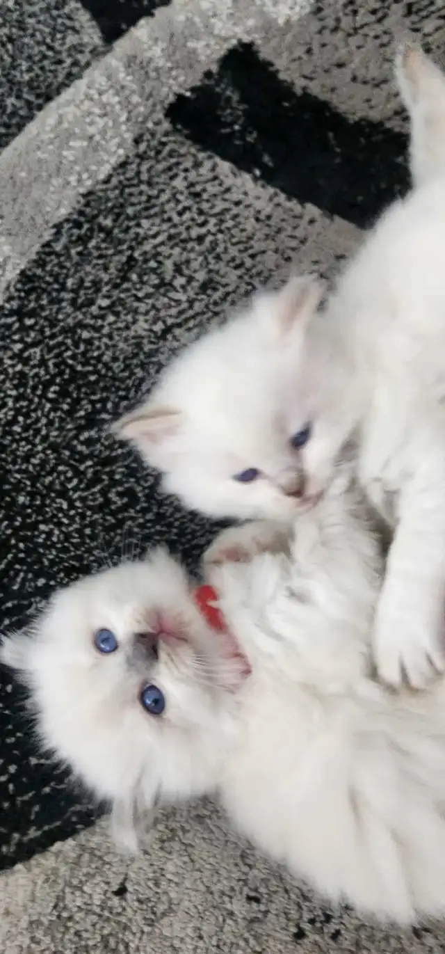 Beautiful ragdoll kittens - Photo 6