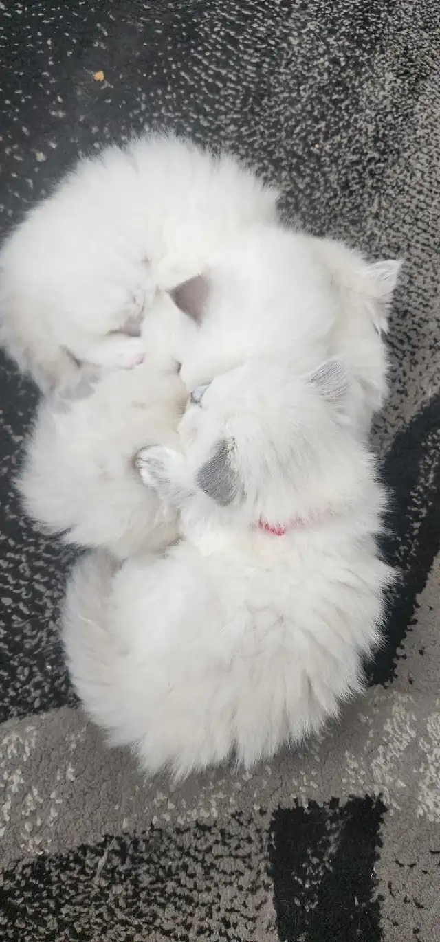 Beautiful ragdoll kittens - Photo 7