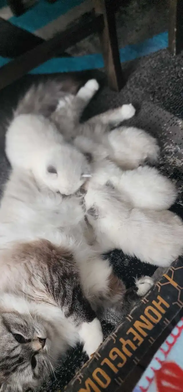 Beautiful ragdoll kittens - Photo 8