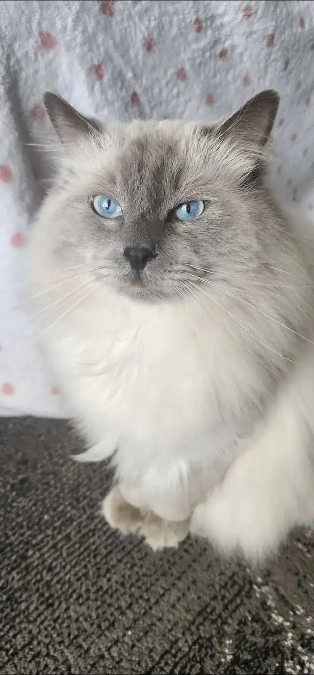 Beautiful ragdoll kittens - Photo 10