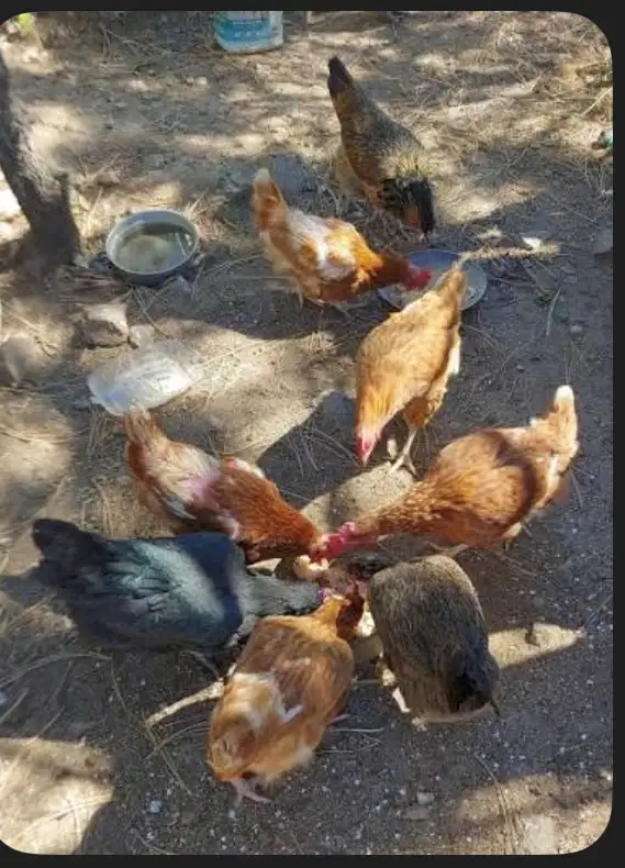 Chickens for sale