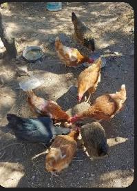 Chickens for sale