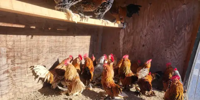 Bantam chickens