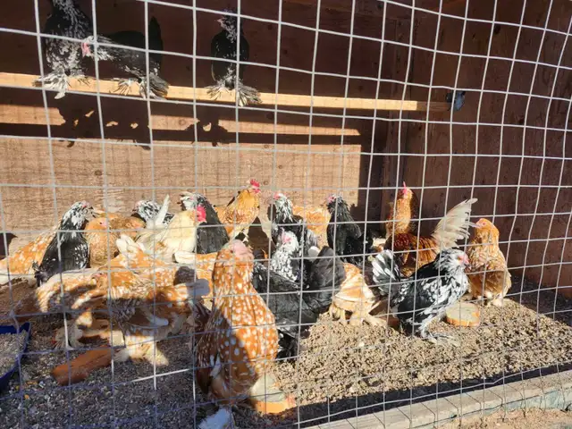 Bantam chickens - Photo 2