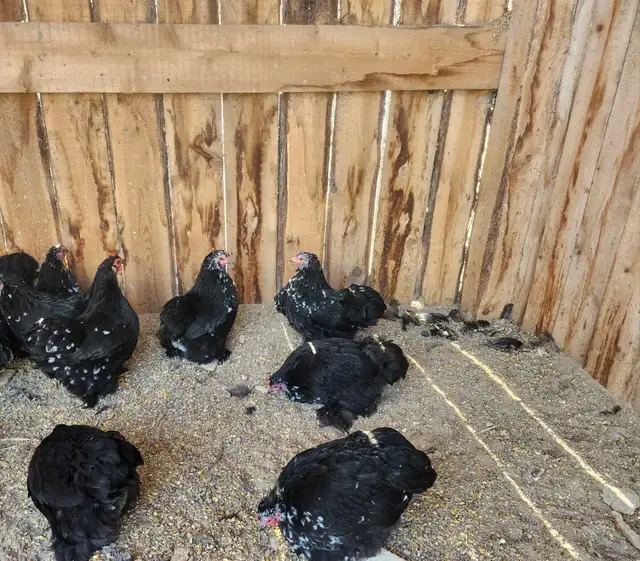 Bantam chickens