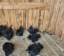 Bantam chickens