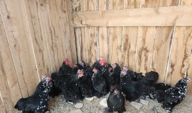 Bantam chickens - Photo 2