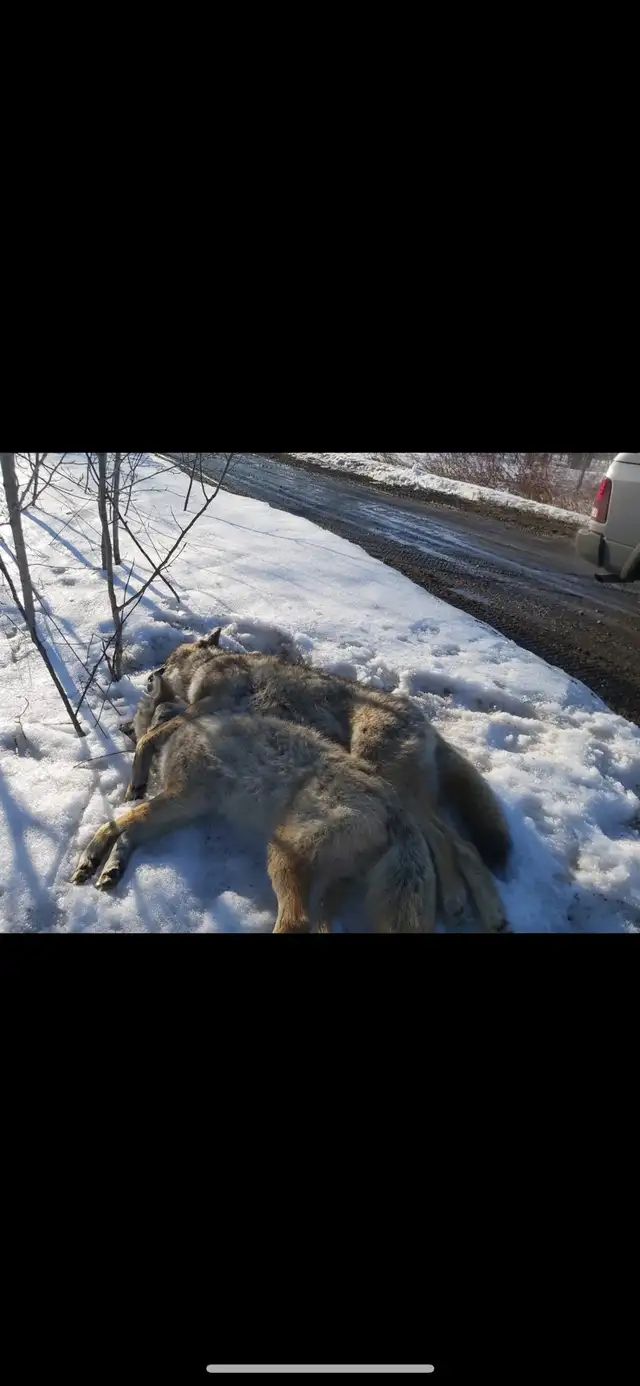 Trappeur de ville - Photo 3